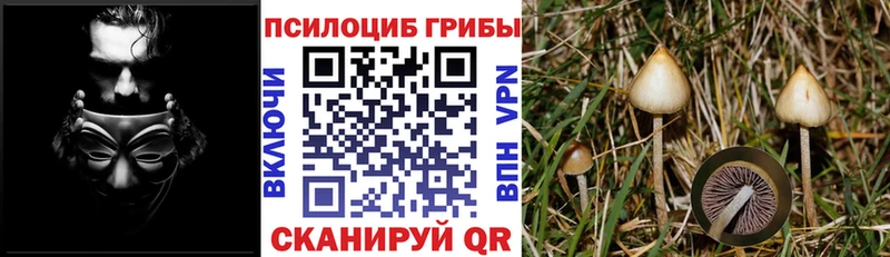 наркота  Краснозаводск  Галлюциногенные грибы Psilocybe 